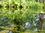 FZ008200 Submerged Marsh frog (Pelophylax ridibundus).jpg